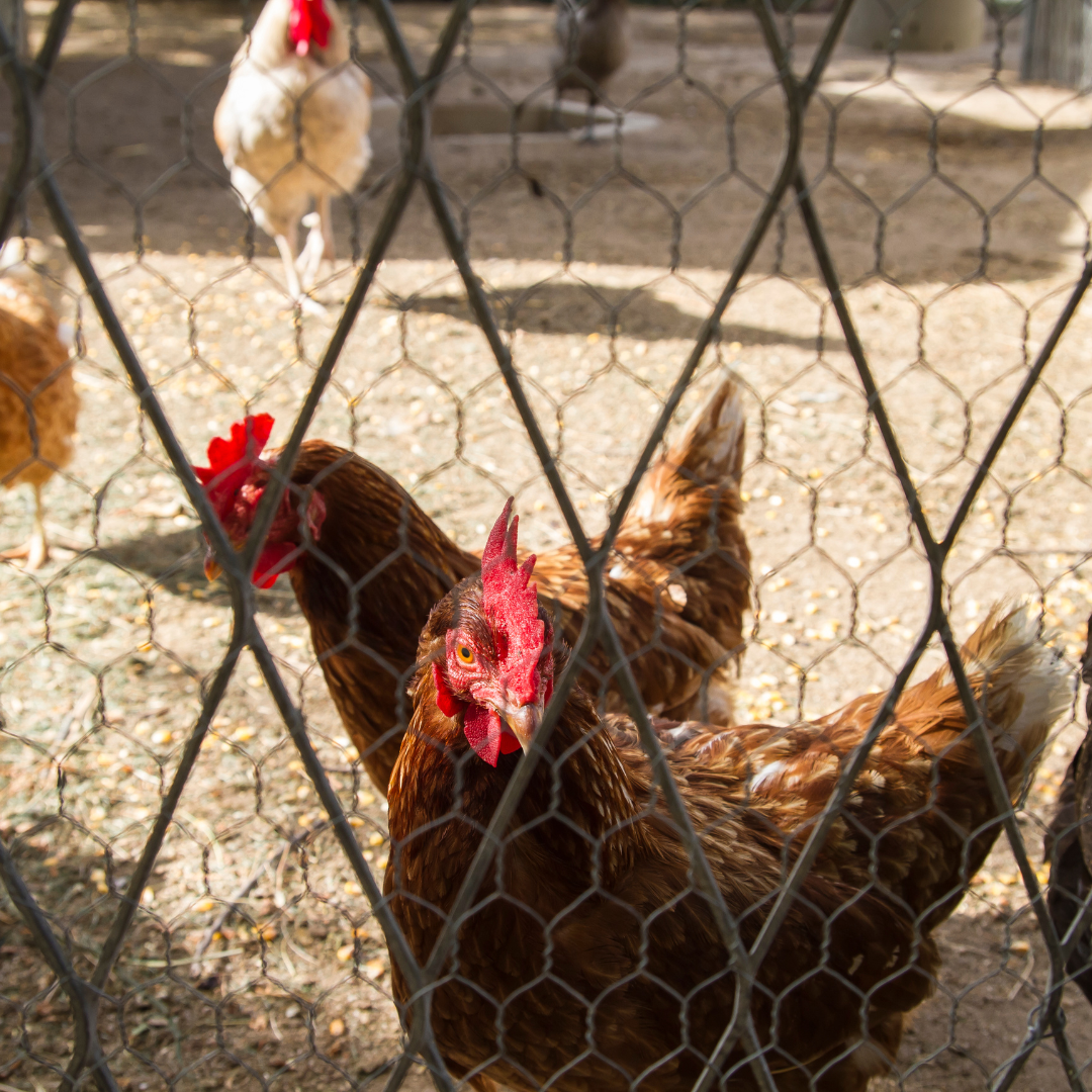 Introducing New Birds To The Flock Farmers Co Op