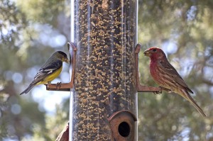 Wild Bird Feeder Feeding Wild Birds