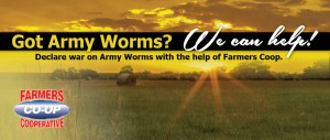 Farmers Coop Army Worms