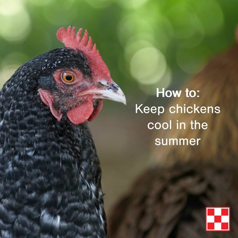 Ways Keep Your Chickens Cool In Summer - Farmers Co-op