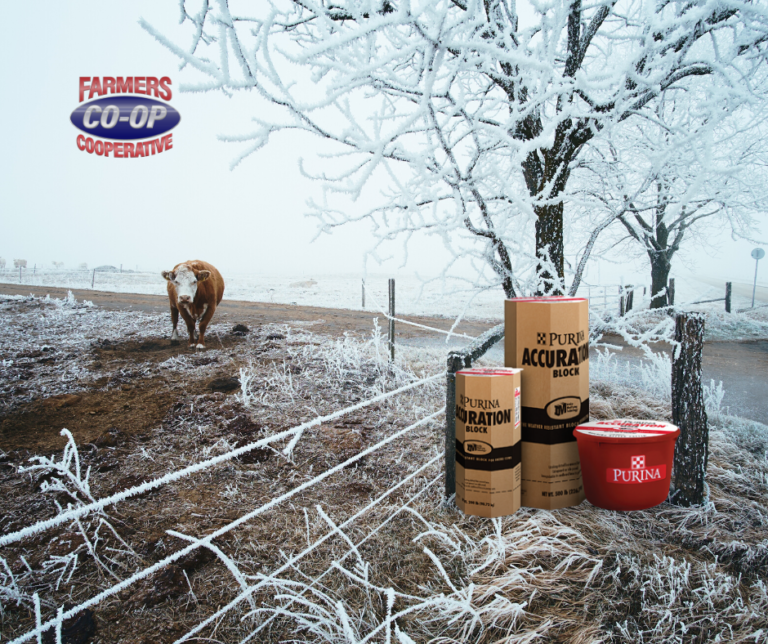Winter Forage For Cattle - Farmers Co-op