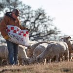 lambs being feed purina