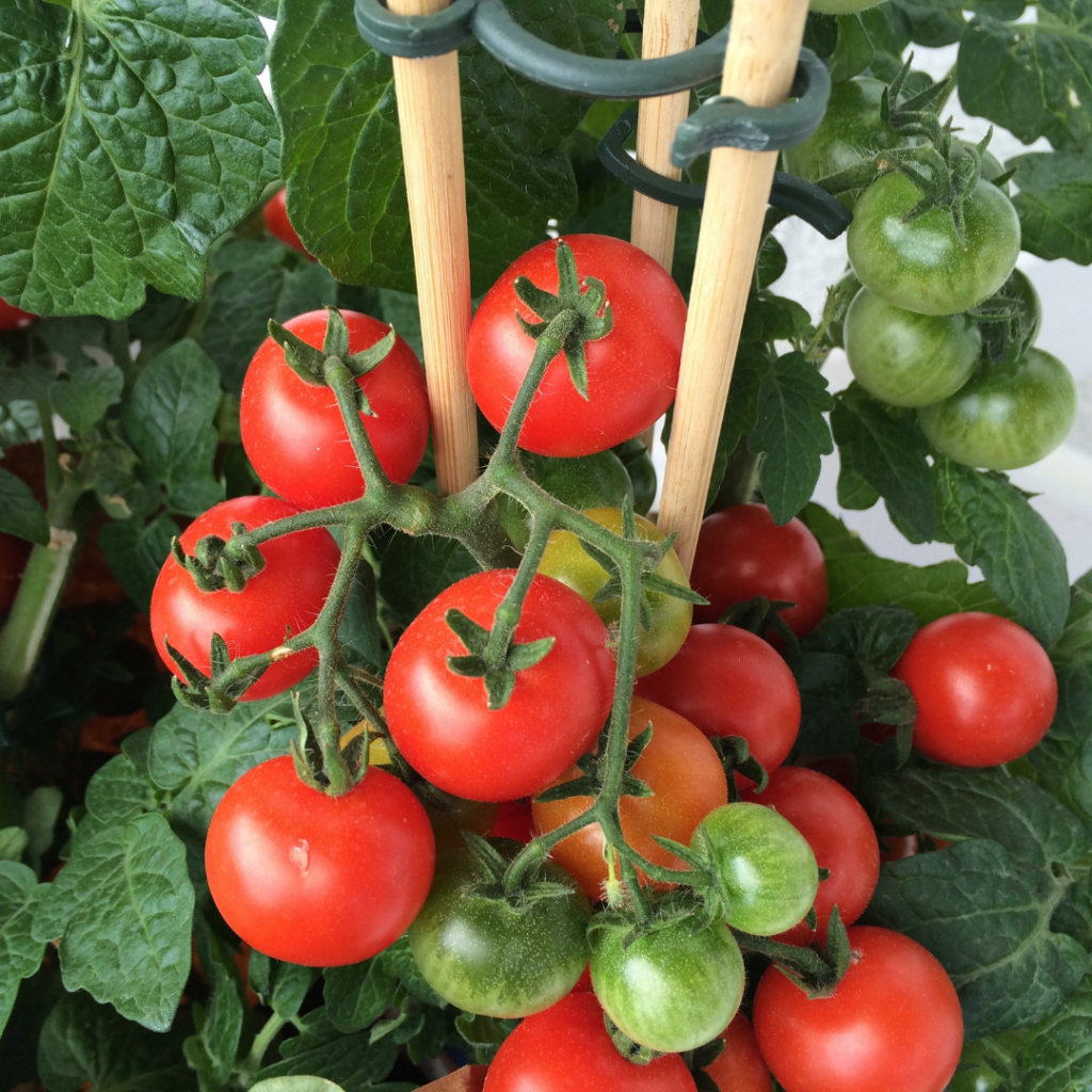 free download pruning tomato plants