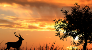 silhouette of deer in a field at sunset | get ready for deer hunting season