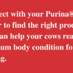 purina-dealer-fall-calving