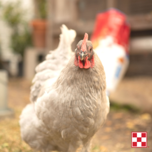 Purina Chicken Feed For All Life Stages