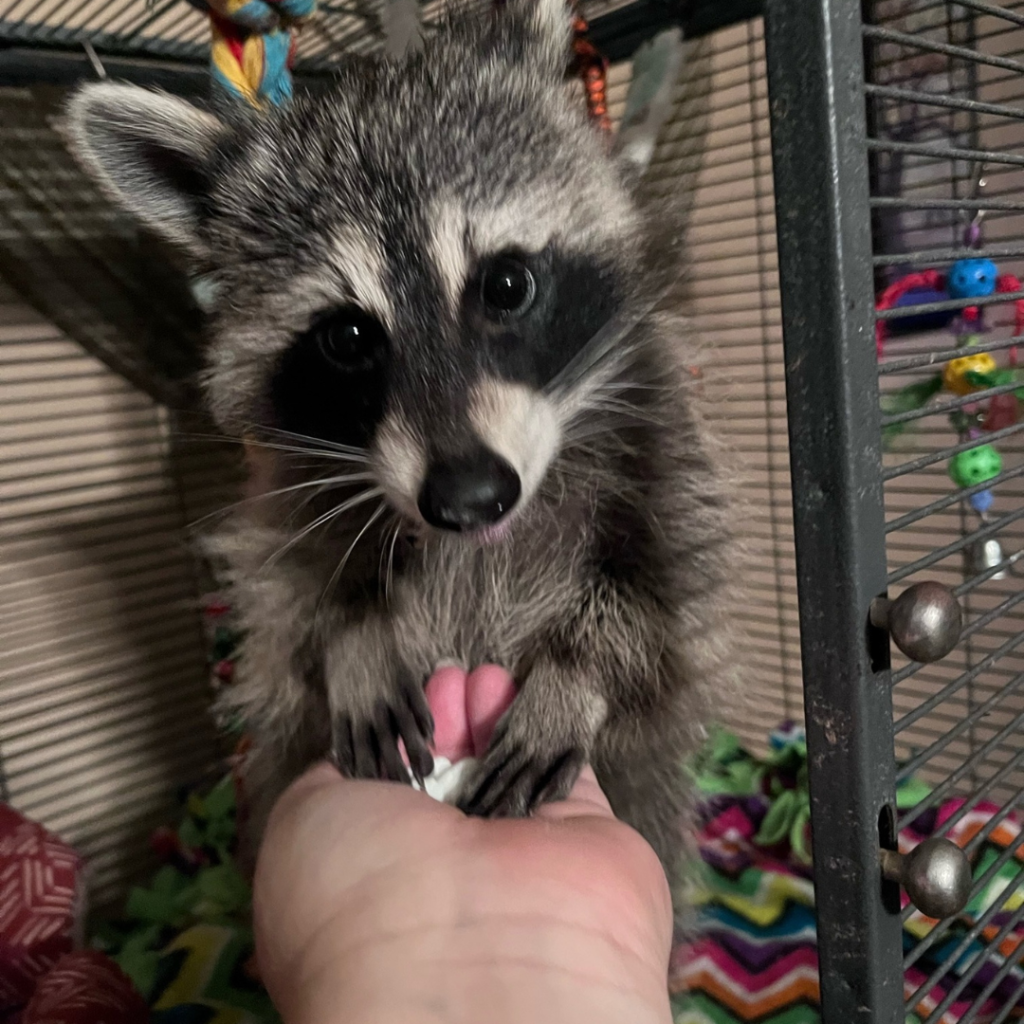 Ollie the Raccoon Farmer's Coop