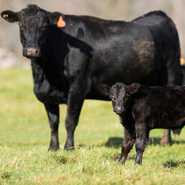 Cow and Calf | prepare for breeding season 