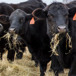 Cows eating hay | Farmers Co-op