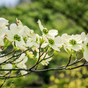 Dogwood blossoms