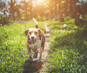 Benefits of exercise for your dog