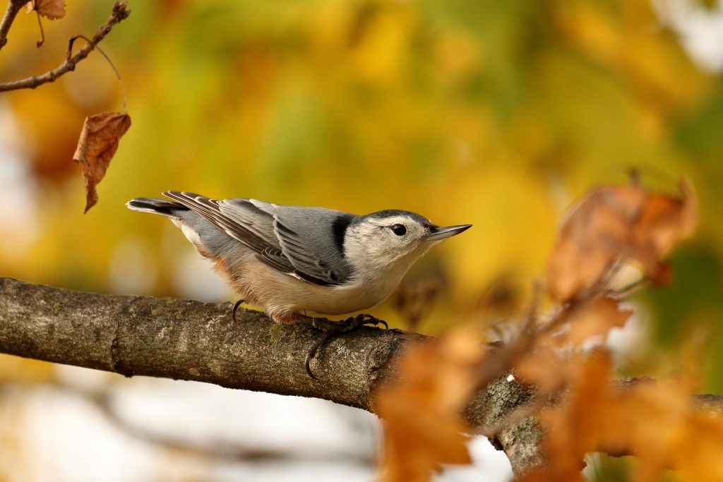 Nuthatch perched on a tree during fall | Bird Feeding During the Fall Months 