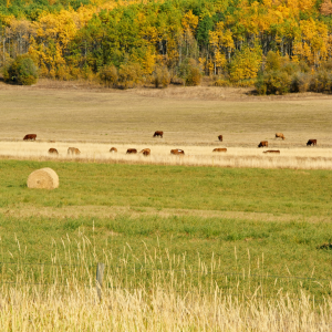 cattle on pasture | Preparing Your Pasture for Winter Grazing