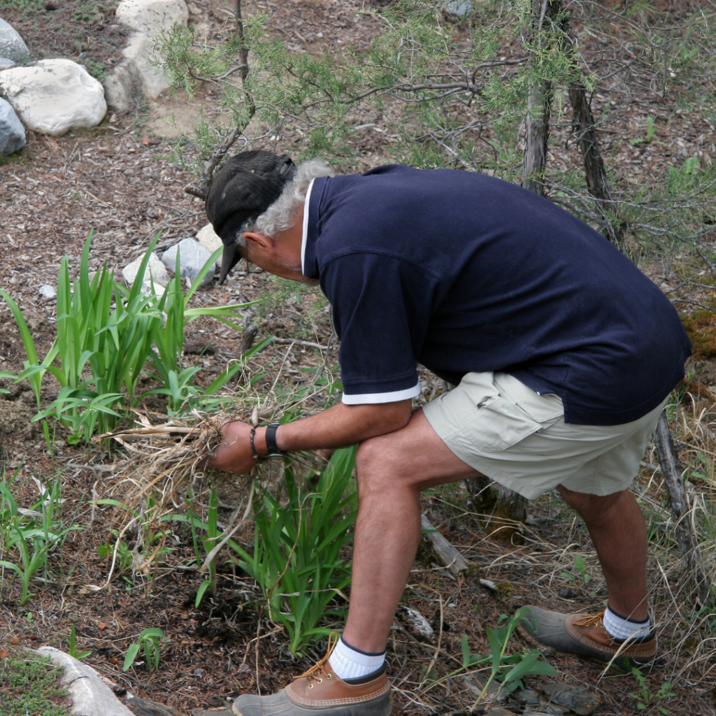 man pulling plants in preparation to winterize his garden 