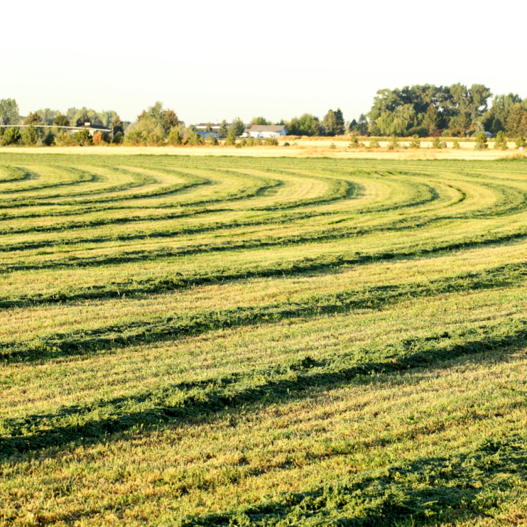 5 Essential Tips for Harvesting High-Quality Hay - Farmers Co-op