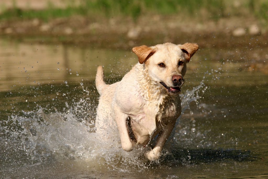 Dog running in water | Keeping Pets Safe During Hunting Season