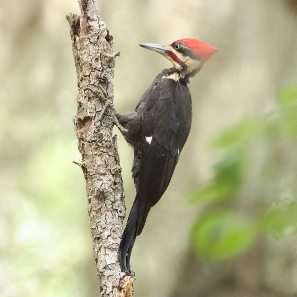 Ivory Billed woodpecker