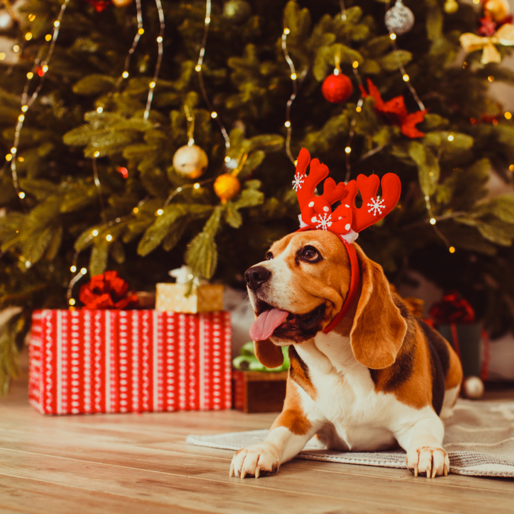 Holiday Pet Care Tips - Farmers Co-op