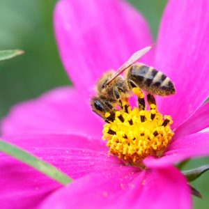 attracting pollinators