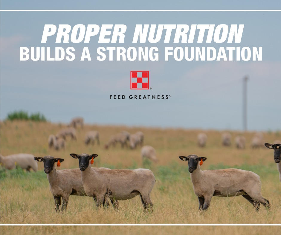 Shop Purina Sheep Feed at your local Farmers Coop